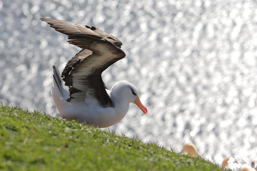 Der Albatros sitzend an der Klippe
