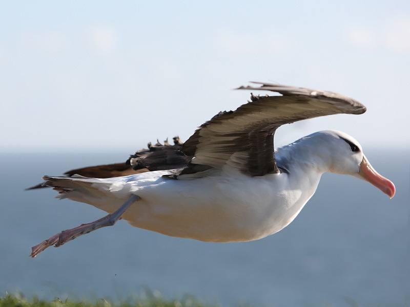 Albatros auf Helgoland