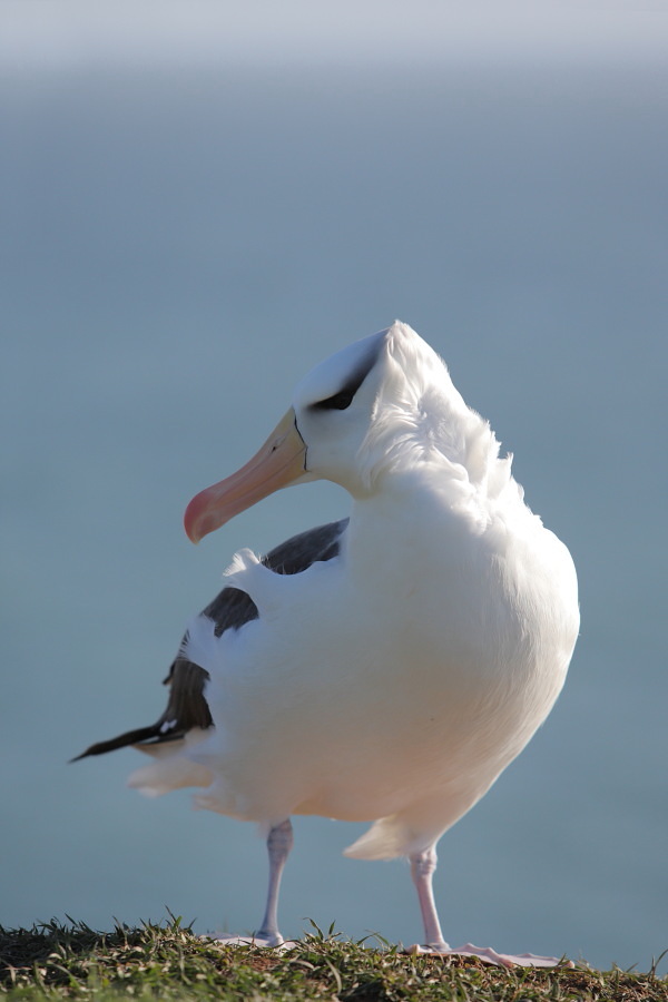 Der Albatros im majestätischen Profil