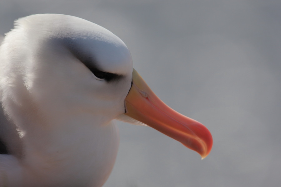 Albatros: seitliches Portrait