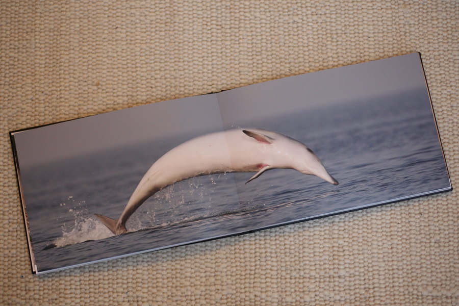 Ein doppelseitiges Foto von einem Schweinswal in der Nordsee bei einem Fotobuch mit Panoramabindung