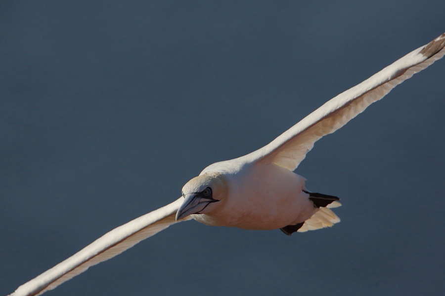 Basstölpel: Helgoland bietet dem Seevogel mit seiner Steilküste ideale Brutbedingungen