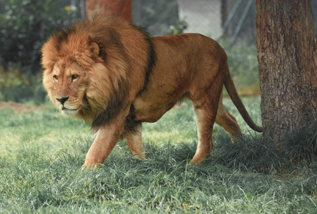 Mit etwas Übung gelingen tolle Bewegtbilder - Beispiel: Löwe!