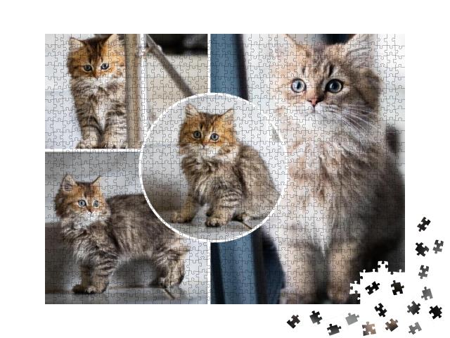Gestaltungsbeispiel anhand einer Collage mit Katzenbildern